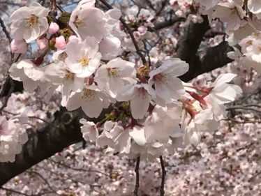 春日井市・お弁当マルイチ　桜の季節